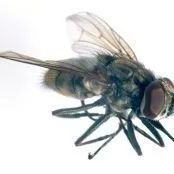 thumbnail for publication: Horn Fly Management